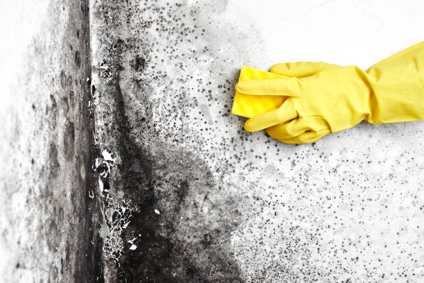 Best Commercial Mold Inspection  in Byram, CT